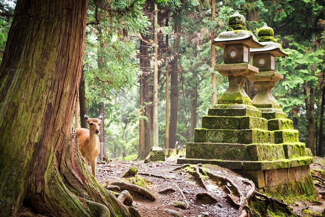Nara: 1.5 Hour Private Kasuga Taisha Shrine Tour - World Heritage - The Significance of Kasuga Taisha Shrine