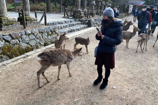 Nara 6hr Private Tour With Government-Licensed Guide - Knowledgeable and Adaptable Guides