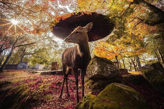 Nara and Uji 1-Day Private Trip - Transportation Details