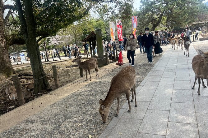 Nara Day Trip From Kyoto With a Licensed Guide - Booking Information and Policies