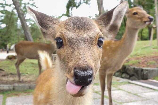 Nara Day Trip From Kyoto With a Licensed Guide - Why Choose a Licensed Guide for Your Trip
