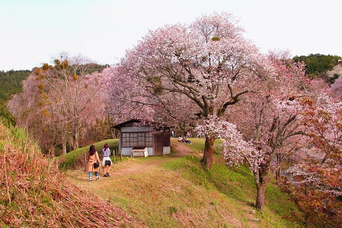 Nara Day Trip From Kyoto With a Local: Private & Personalized - Experiencing Kofuku-ji Temple