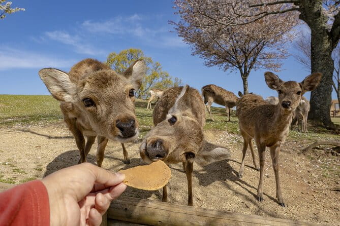 Nara Day Trip From Osaka With a Licensed Guide - Discovering the Serene Kasuga Taisha Shrine