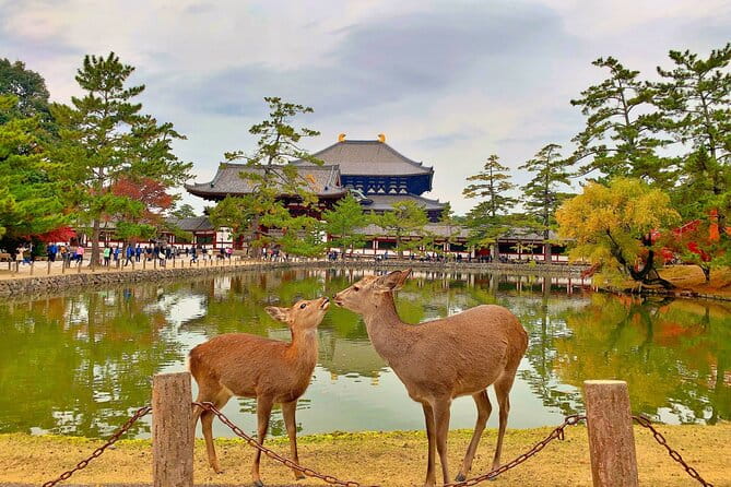 Nara Day Trip From Osaka With a Licensed Guide - Maximizing Your Day Trip Experience