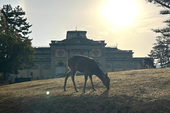 Nara Early Bird Tour (Kyoto Departure Option Available) - Scenic Beauty and Walking Requirements