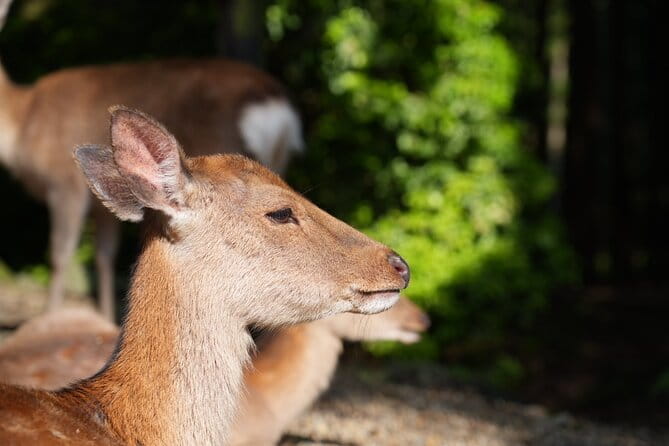 Nara Early Bird Tour (Kyoto Departure Option Available) - Booking and Cancellation Policy