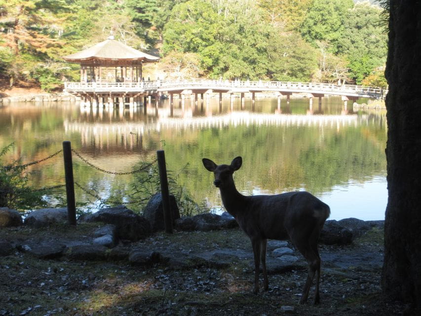 Nara: Giant Buddha, Free Deer in the Park (Italian Guide) - Key Points