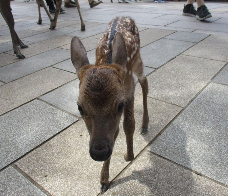 Nara: Giant Buddha, Free Deer in the Park (Italian Guide) - Itinerary Details