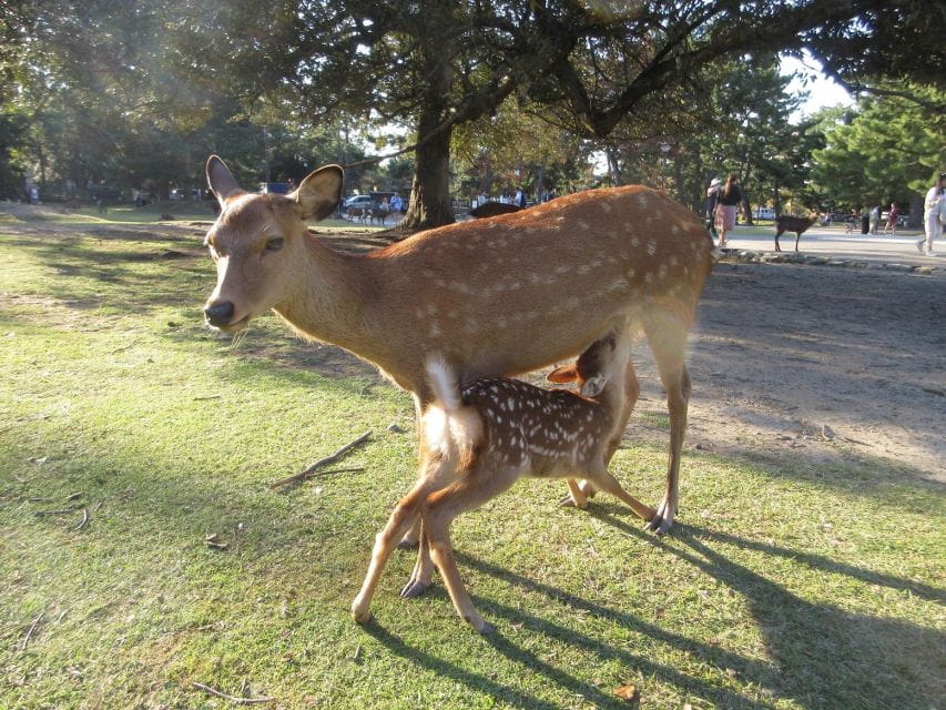 Nara: Giant Buddha, Free Deer in the Park (Italian Guide) - Guided Tour Experiences