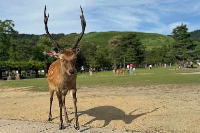 Nara: Half-Day Private Tour of 4 Must-See Spots & Deer Park - Enjoy a Private Tour Experience