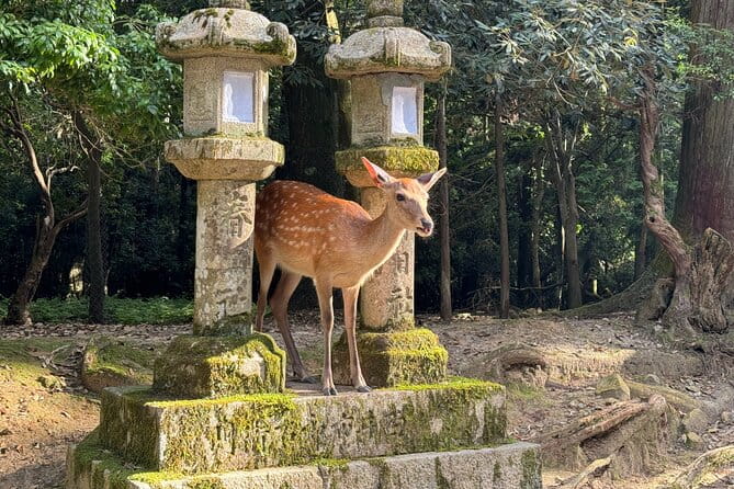 Nara: Half-Day Private Tour of 4 Must-See Spots & Deer Park - Lunch Included in Your Tour