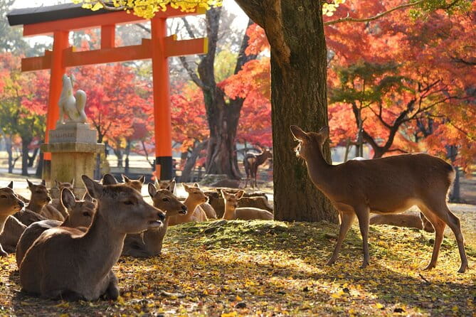 Nara Half Day Walking Tour - The Sum Up