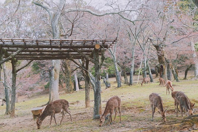 Nara Private Customizable Full Day Tour - What to Expect on the Tour