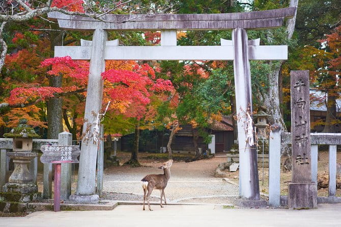 Nara Private Customizable Full Day Tour - Provider Information and Recommendations