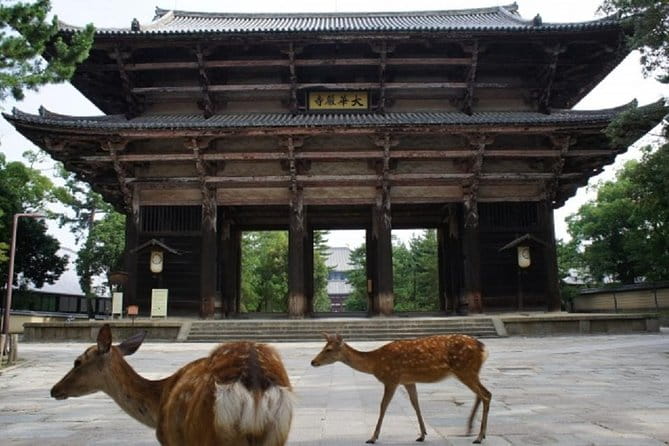 Nara Private Tour by Public Transportation From Osaka - Booking and Cancellation Policy