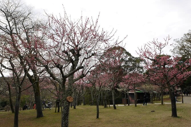 Nara Todaiji Kasuga Taisha Private Full Day Tour From Kyoto - Meeting and Pickup