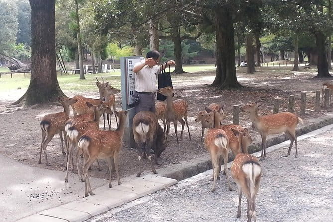 Nara Todaiji Lazy Bird Walking Tour - Exploring Kofukuji Temple