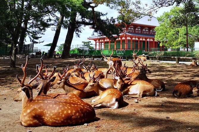Nara, Todaiji Temple and Kuroshio Market One Day Tour From Osaka - Meeting and Pickup Details