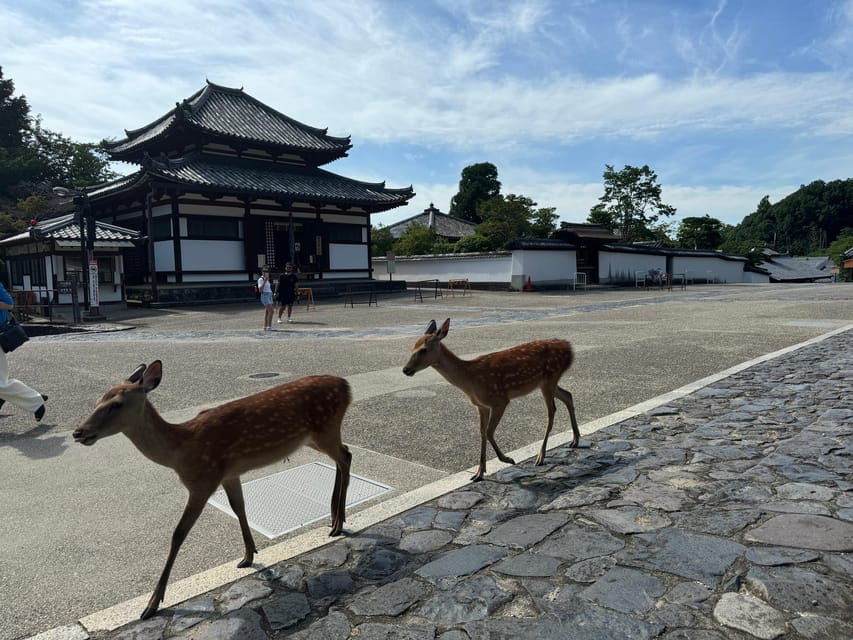 Nara: Tohdaiji Temple Experience Review - Inclusions and Meeting Point