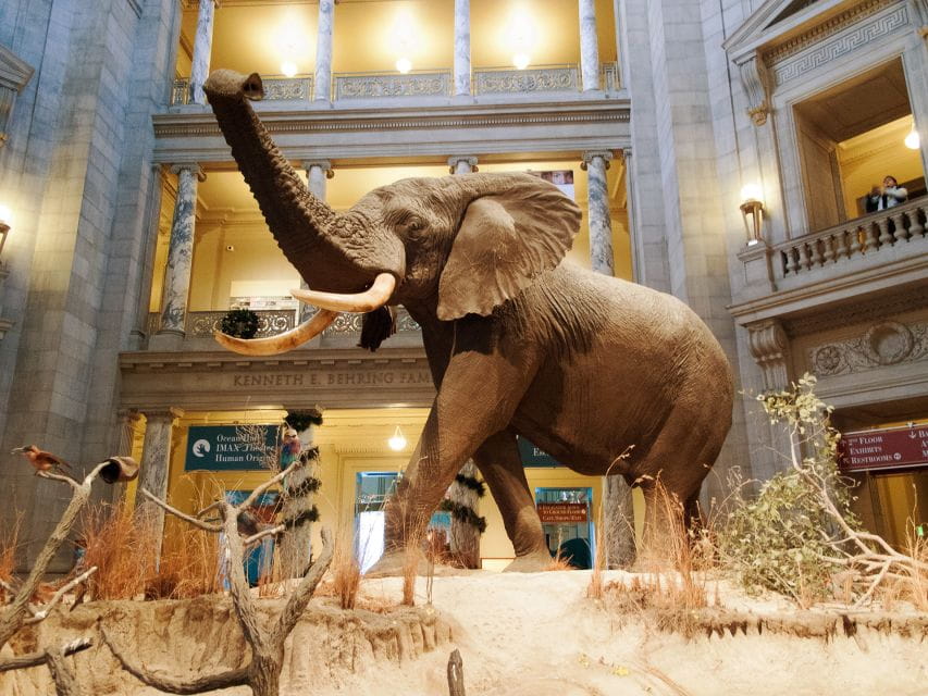 Natural History Museum & American History Museum - Frequently Asked Questions