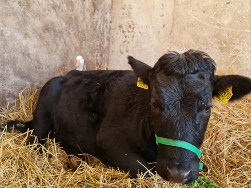 Natural Park and Picnic Experience near Florence - Who Will Love This Experience?