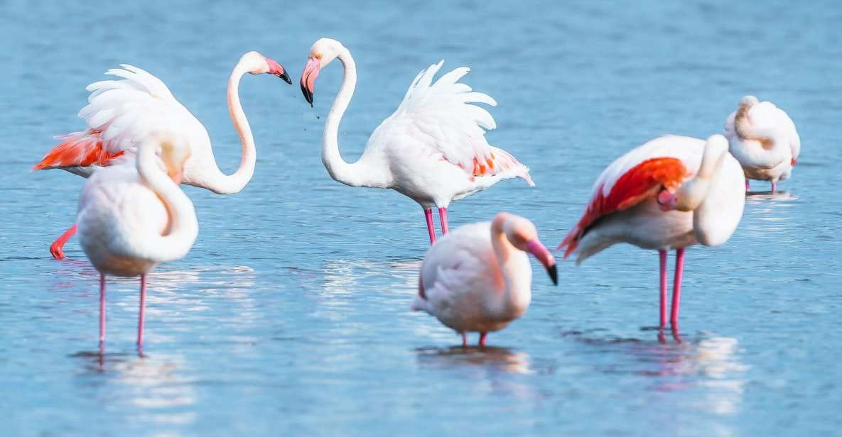 Natural Park of Albufera Des Grau: Hiking & Bird Watching - Hiking Experience