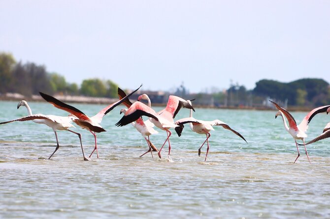 Naturalistic Kayak Class in Venice: Basic Training in the Lagoon - Positive Reviews and Feedback