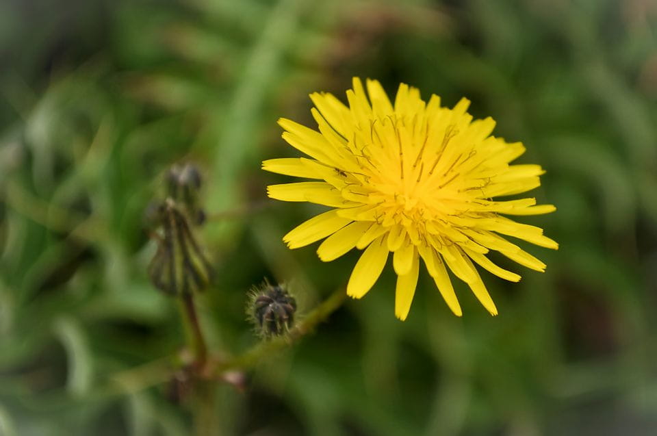 Nature Highlights Private Walking Tour With Transport - Bingemma Valley
