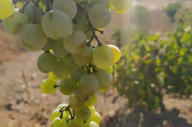 Naxos Farm Experience and cheese making - A Taste of Naxos: Farm Life and Cheese Making