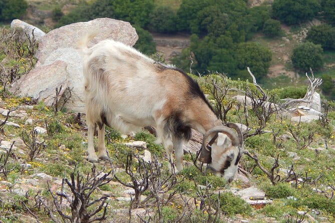 Naxos: Hike to the Top of the Cyclades - Mount Zas - Frequently Asked Questions