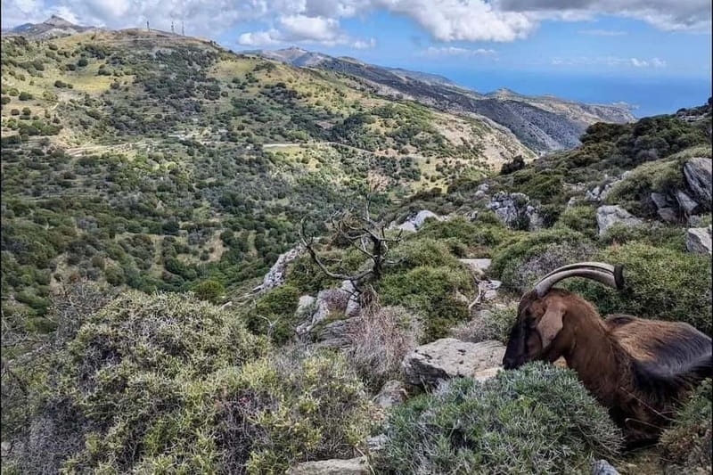 Naxos Hiking in Mount Zas - Starting Above Filoti: A Scenic Introduction