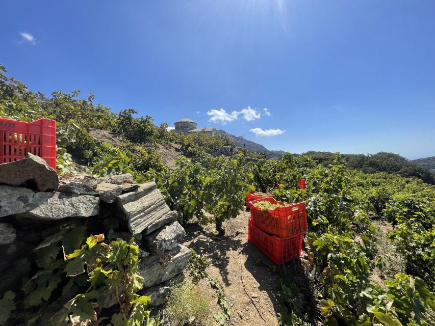 Naxos: Private Vineyard Tour & Wine Tasting With an Expert - Key Points