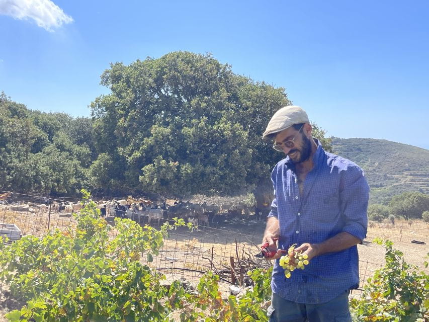 Naxos: Private Vineyard Tour & Wine Tasting With an Expert - Comparing Winemaking Approaches