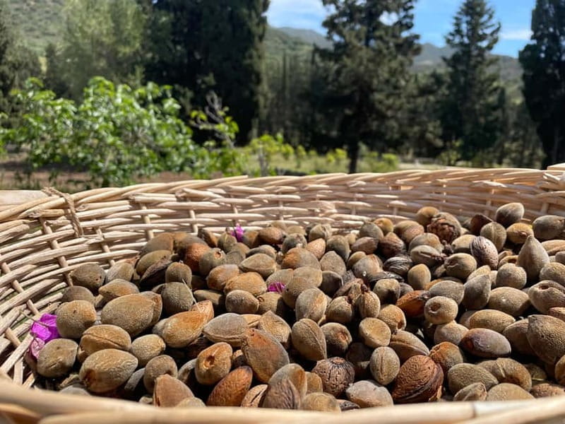 Near Cagliari: Almond Blossom Magic at "In Our Garden" (new) - Discovering Almond Blossom Magic at "In Our Garden"