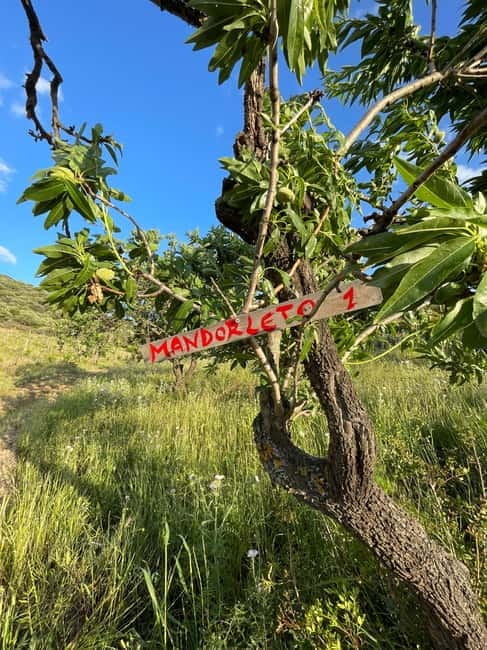 Near Cagliari: Almond Blossom Magic at "In Our Garden" (new) - Key Points and Takeaways