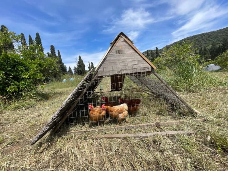 Near Cagliari: Almond Blossom Magic at "In Our Garden" (new) - Price and Logistics