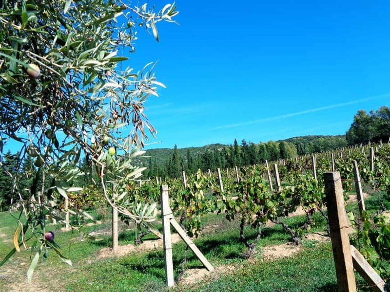 Near Cagliari: The World of Natural Wine at "In Our Garden" - Entering the World of Natural Wine in Sardinia