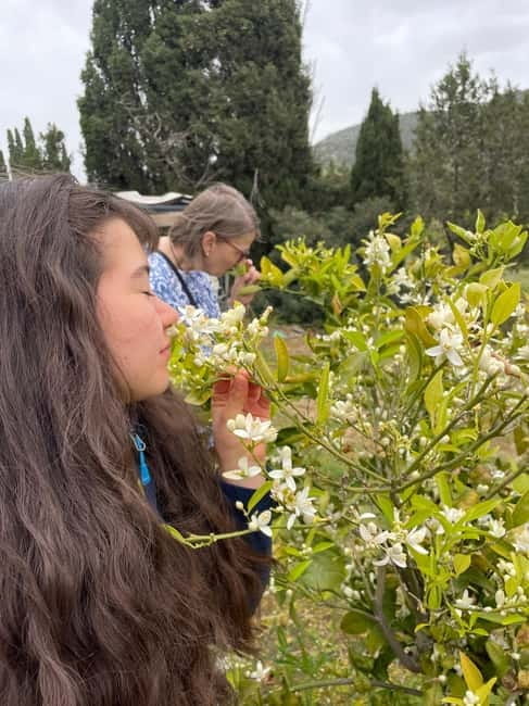 Near Cagliari: Wild Herbs and Healing at "In Our Garden" - An Introduction to the Heart of Sardinia’s Herbal Wisdom