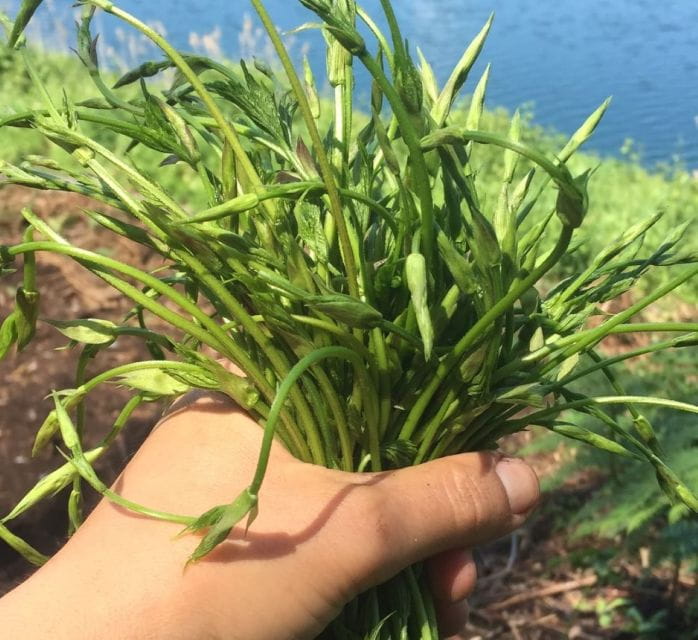 Nemi: Herb Harvesting and Cooking Class Experience - Exploring Nemi’s Herb Harvesting and Cooking Class: A Practical, Flavorful Adventure