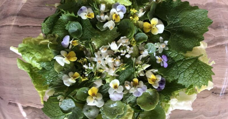 Nemi: Herb Harvesting and Cooking Class Experience - Key Points / Takeaways