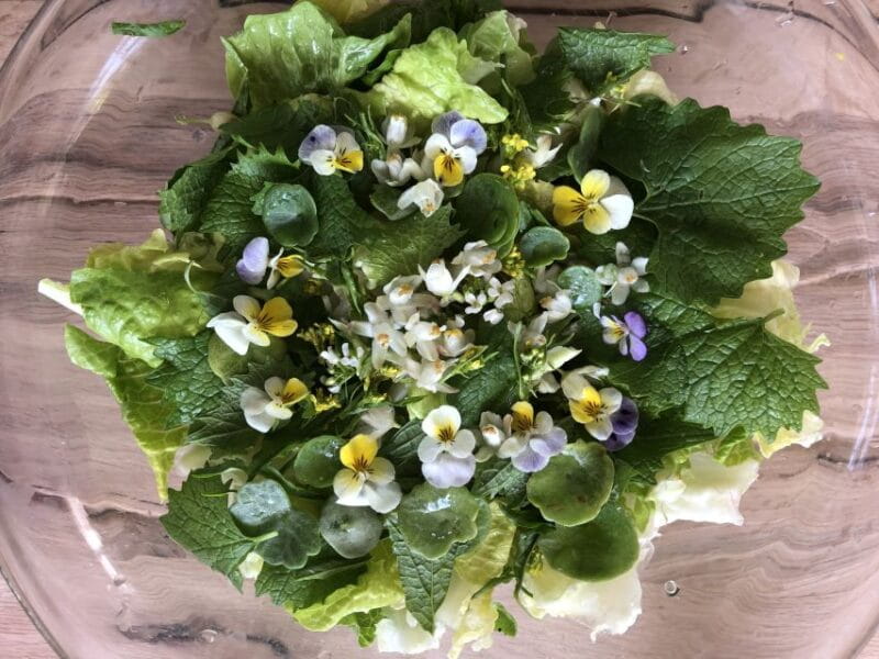 Nemi: Herb Harvesting and Cooking Class Experience - What Makes the Experience Special