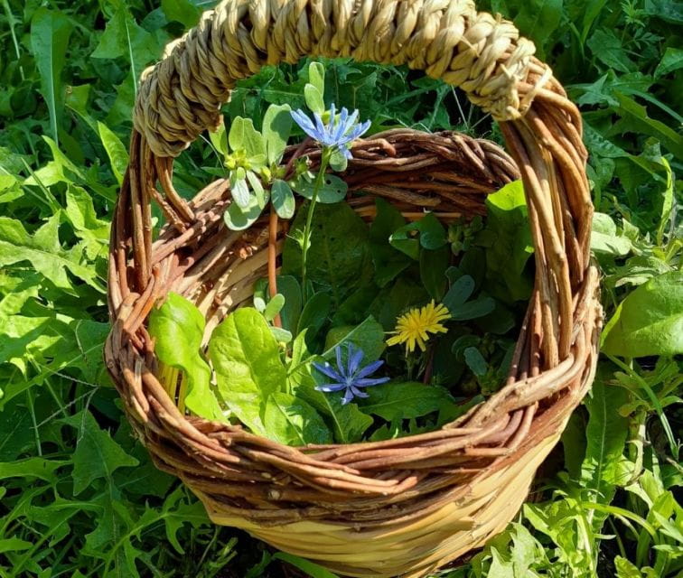 Nemi: Herb Harvesting and Cooking Class Experience - Is This Experience Worth the Price?