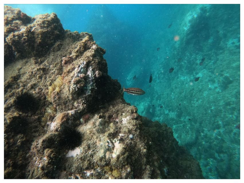 Nerja: Cliffs of Maro-Cerro Gordo Kayak Rental for 2 People - Customer Ratings and Feedback