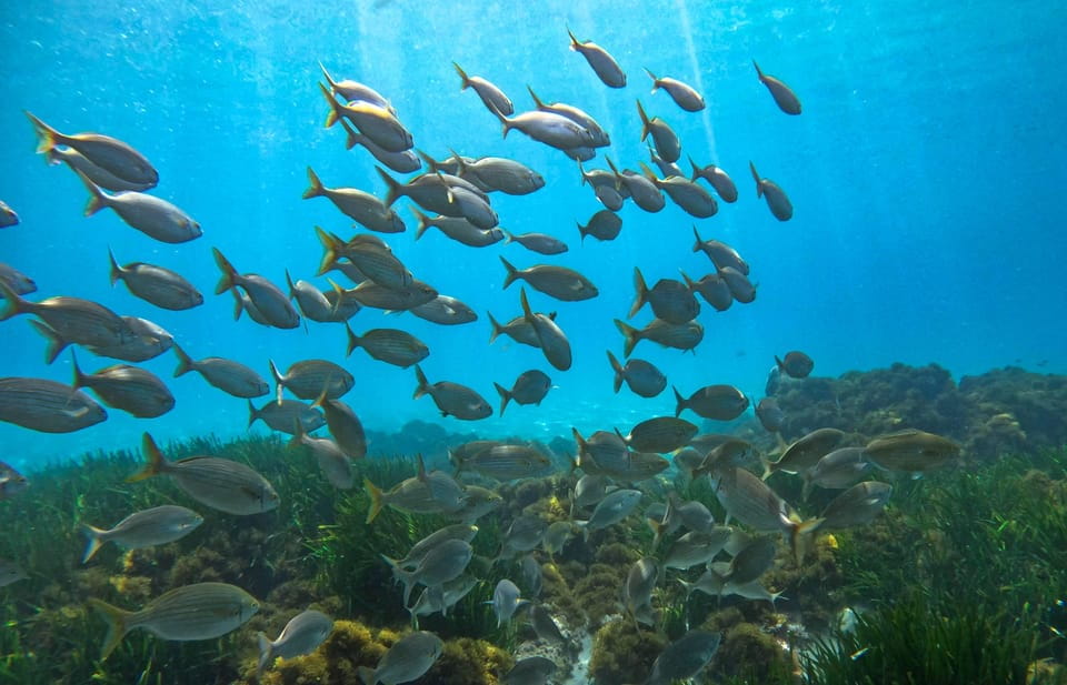 Nerja-Maro: Snorkeling & Sea Scooter - Important Participation Requirements