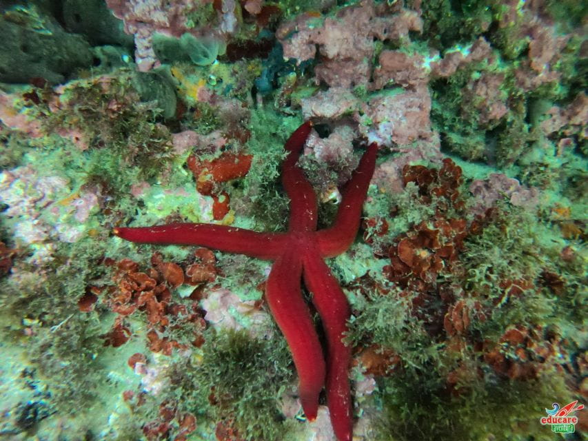 Nerja-Maro: Snorkeling & Sea Scooter - Customer Feedback