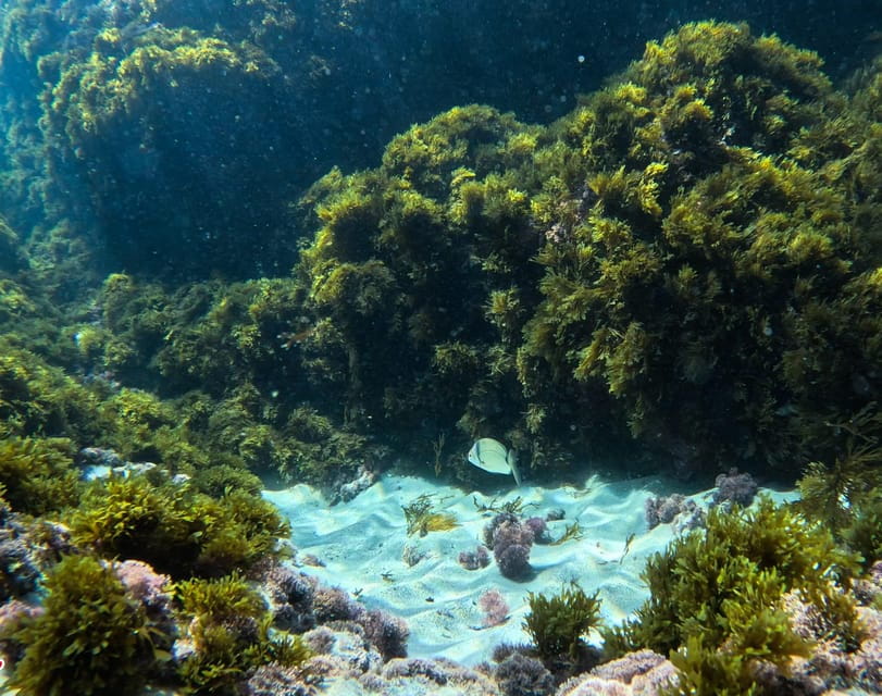 Nerja-Maro: Snorkeling & Sea Scooter - What to Bring