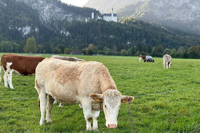Neuschwanstein Castle & more - Private Tour from Munich - Final Thoughts