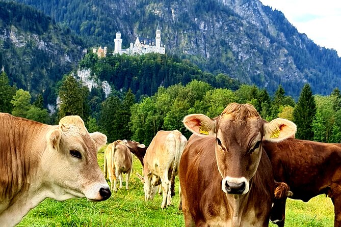 Neuschwanstein Castle Tour With Skip the Line From Hohenschwangau - Meeting and Pickup Details