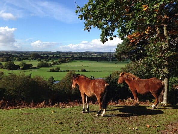 New Forest Day Out Private Tour from Southampton - Exploring the Heart of the New Forest