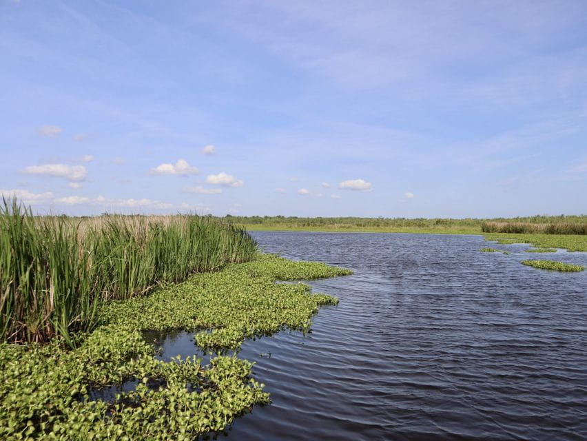 New Orleans: 16 Passenger Airboat Swamp Tour - Private Property Tour Experience